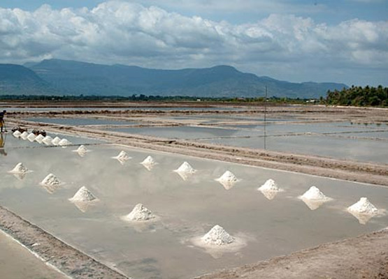 attraction-Kampot Salt Product Fields.jpg